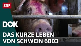 Unser täglich Fleisch – Von Gülle Jobs und Umweltschäden  DOK  SRF [upl. by Ariela]