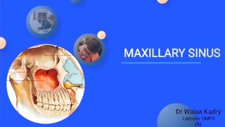 Maxillary sinus Part Iamp II  Anatomy overview amp Maxillary sinusitis [upl. by Enilrae857]