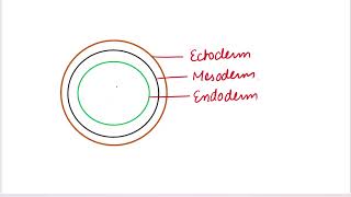 Diploblastic and Triploblastic organisms biology neet basics mbbs neet [upl. by Joice]