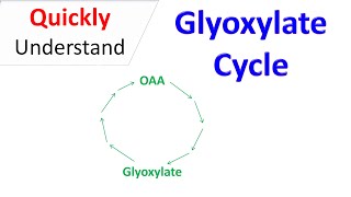 Glyoxylate cycle [upl. by Atinyl]