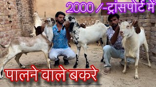 beetal goats kids यहाँ से ले सकते है बीटल नस्ल के बकरे बकरियाँ [upl. by Goldie]