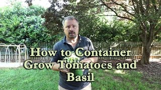 How to grow Tomatoes and Basil in Containers [upl. by Duffie]