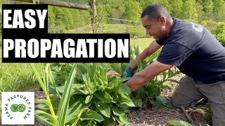 How To Easily Propagate Your Comfrey [upl. by Assile535]