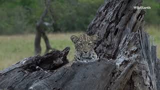 Nstumie the leopard in her nest [upl. by Naitsirk]