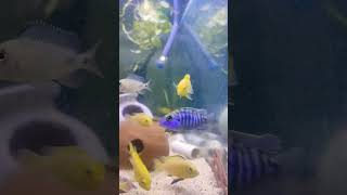 Yellow lab mbuna cichlids blue peacock and tiger barb in 30 gallon aquarium freshwaterfish [upl. by Ancelin]