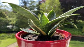 Sansevieria verpotten en verzorgen repotting and care Snake plant [upl. by Neurath]