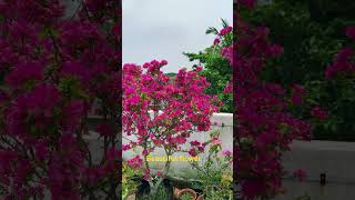 Beautiful flowerflowers flowergarden nature souravjoshivlogs shorts viralvideos [upl. by Urson352]