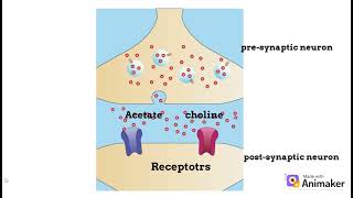 Acetylcholinesterase enzyme  A brief overview [upl. by Eidnar]