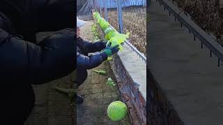 Harvesting process of cabbage grown on brick floor [upl. by Seko951]