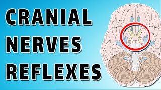 Cranial Nerve Reflexes [upl. by Hammel]