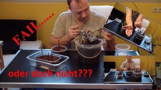 Update Johannisbeere Stecklinge  FAIL  DiY [upl. by Laban509]