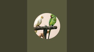 Kittu Ki Duniyaa 🦜 is live [upl. by Halle]