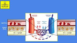 BLOOD VESSELS AND TISSUE FLUID [upl. by Anaerda]