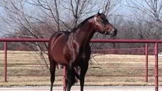 Zips Chocolate Chip  The Alltime Leading Sire of AQHA Western Pleasure Horses [upl. by Nylirehs]