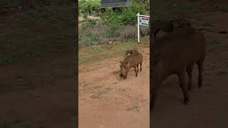 Hoedspruit limpopo South Africa bushpigs [upl. by Noda62]