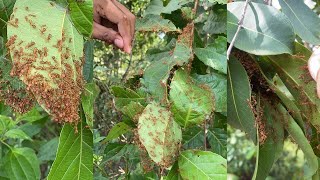 How to find red ants nest on the forest [upl. by Grondin]