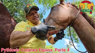 Pythiosis Cutánea Equina Parte 4 Evolución terapéutica [upl. by Clark740]