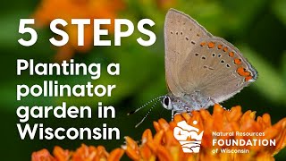 5 Steps to Planting a Pollinator Garden in Wisconsin [upl. by Partan]