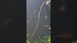 Pipefish in Planted Aquarium [upl. by Greenquist]