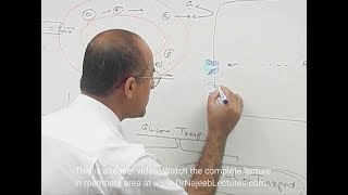 Facilitated Diffusion  Passive Transport [upl. by Maples]