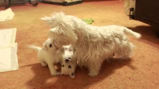 Mother Westie teaches 6 week old puppies [upl. by Finnigan]