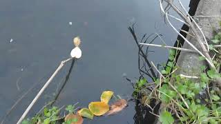 海老名運動公園から貫抜川を見たら小さな魚が縦に飛んて、たまに大きな魚が跳ねるところ [upl. by Crompton703]