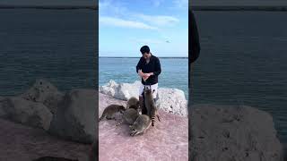 Raccoon Snatches Entire Packet of Chips From Tourists Hands  1484818 [upl. by Annaoy460]