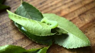 Amphipyra pyramidea caterpillar eating a leaf [upl. by Adyela507]