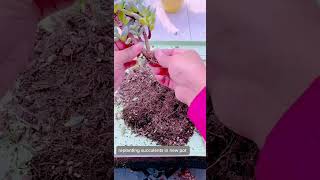 Replant succulents in new pot succulent houseplant indoorplants nature garden [upl. by Elleiad351]