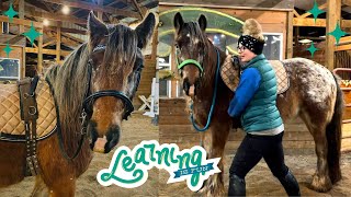 INTRODUCING THE SURCINGLE TO MY YOUNG HORSE Training Video [upl. by Arabelle]