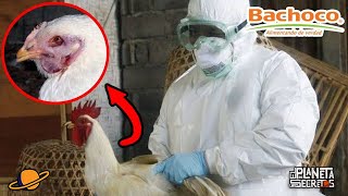 Los SECRETOS De BACHOCO  ¿Que Encontraron Dentro de una Gallina [upl. by Madelle]