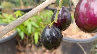 8 veritys of jamun s Awareness video only [upl. by Drucie]