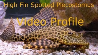 High Fin Spotted Plecostomus Video Profile [upl. by Novat740]