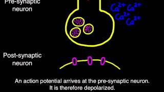 65 Transmission across a synapse [upl. by Flora]