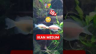 Ikan yang hobinya berciuman😳 kissinggourami ikan hewan [upl. by Mill]