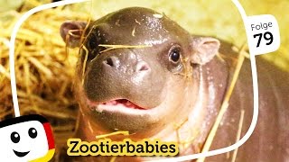 Sandmännchen Zootierbabys quotPaul das Zwergflusspferdbabyquot  2 weitere Folgen  Sandmann rbb media [upl. by Ashbaugh488]