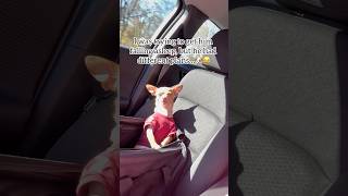 People think I trained my dogs…but really they trained me 🤣Dogs Travel Puppy Comedy Funny [upl. by Newob21]