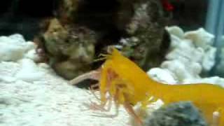 Pseudosquilla ciliata eats Shrimp [upl. by Yael]