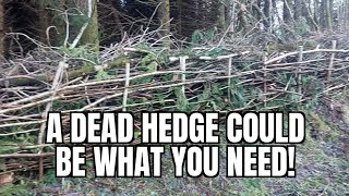 ep 6 What is a dead hedge and what are the benefits of one [upl. by Beera]