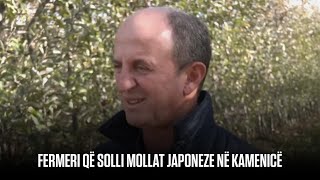 FERMERI QË SOLLI MOLLAT JAPONEZE NË KAMENICË [upl. by Lorin]