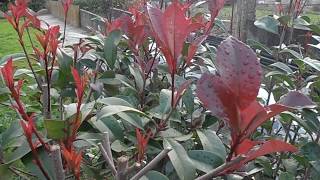 FOTINIA Photinia x fraseri quotRed Robinquot wwwriomoroscom [upl. by Valaria]