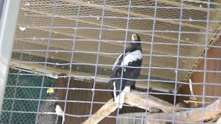 Stellers Sea Eagles LA Zoo Los Angeles California USA November 22 2024 Conservation Animals [upl. by Randolf]