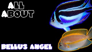 All About the Bellus Angel or Ornate Angelfish [upl. by Dumanian]