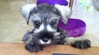 Miniature Schnauzer puppy barking [upl. by Prestige]