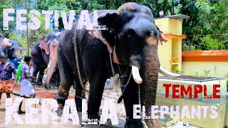 Elephant  Kerala  Thrissur  People  Festival  Hindu  Temple  India  Video 38 ‎shailpoints [upl. by Aruasor202]