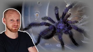 Avicularia purpurea Pairing Purple Pink Toe Tarantula [upl. by Millda]