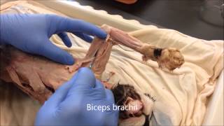 Cat Muscle Identification [upl. by Ev]