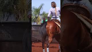 she is spectacular with apsolupto control on the horsehorse caballos cowgirl sporthorses horse [upl. by Ecnarwal]