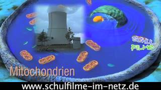 Die Zelle  Schulfilm Biologie [upl. by Esme959]