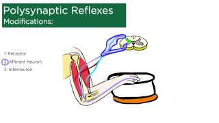 Polysynaptic Reflexes [upl. by Etteneg]